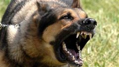 Ανατολική Θεσσαλονίκη: Στο νοσοκομείο δύο άντρες από επίθεση αγέλης σκύλων
