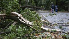 Πτώση δέντρου σε δρόμο του κέντρου