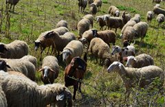 Ερχεται το 1ο Φεστιβάλ Αίγειου και Πρόβειου Κρέατος και Τοπικών Προϊόντων στον Δ. Θέρμης