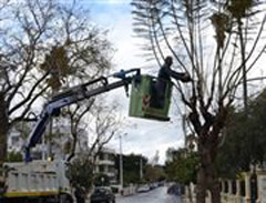 Μειοδοτικός διαγωνισμός για το κλάδεμα δέντρων